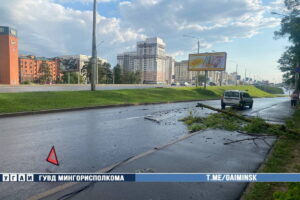 Дерево упало на проезжавший автомобиль в Минске